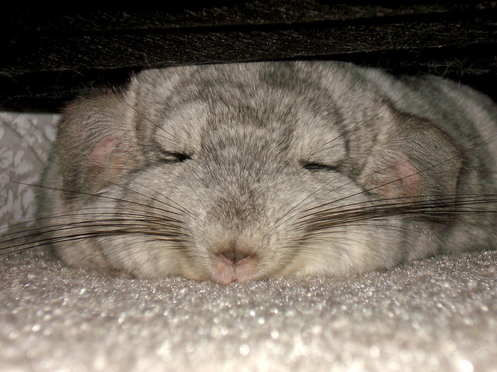  p> a target="_blank" href="/item/毛丝鼠/3032766" data-lemmaid="