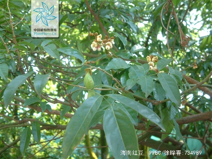 merr.)是豆科,红豆属常绿乔木或灌木.