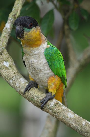  p>黑头凯克鹦鹉(学名:pionites melanocephalus)2种亚种.