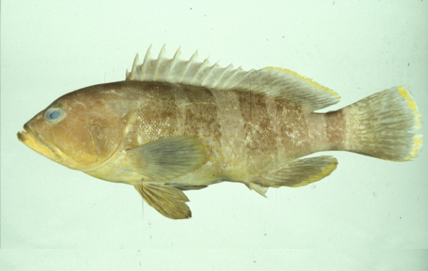  p>青石斑鱼,(学名: i>epinephelus awoara /i>)是石斑鱼科,石斑鱼属