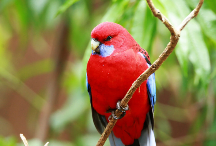  p>红腹锥尾鹦鹉指名亚种是一种脊索动物门,鸟纲,鹦形目,鹦鹉科, a