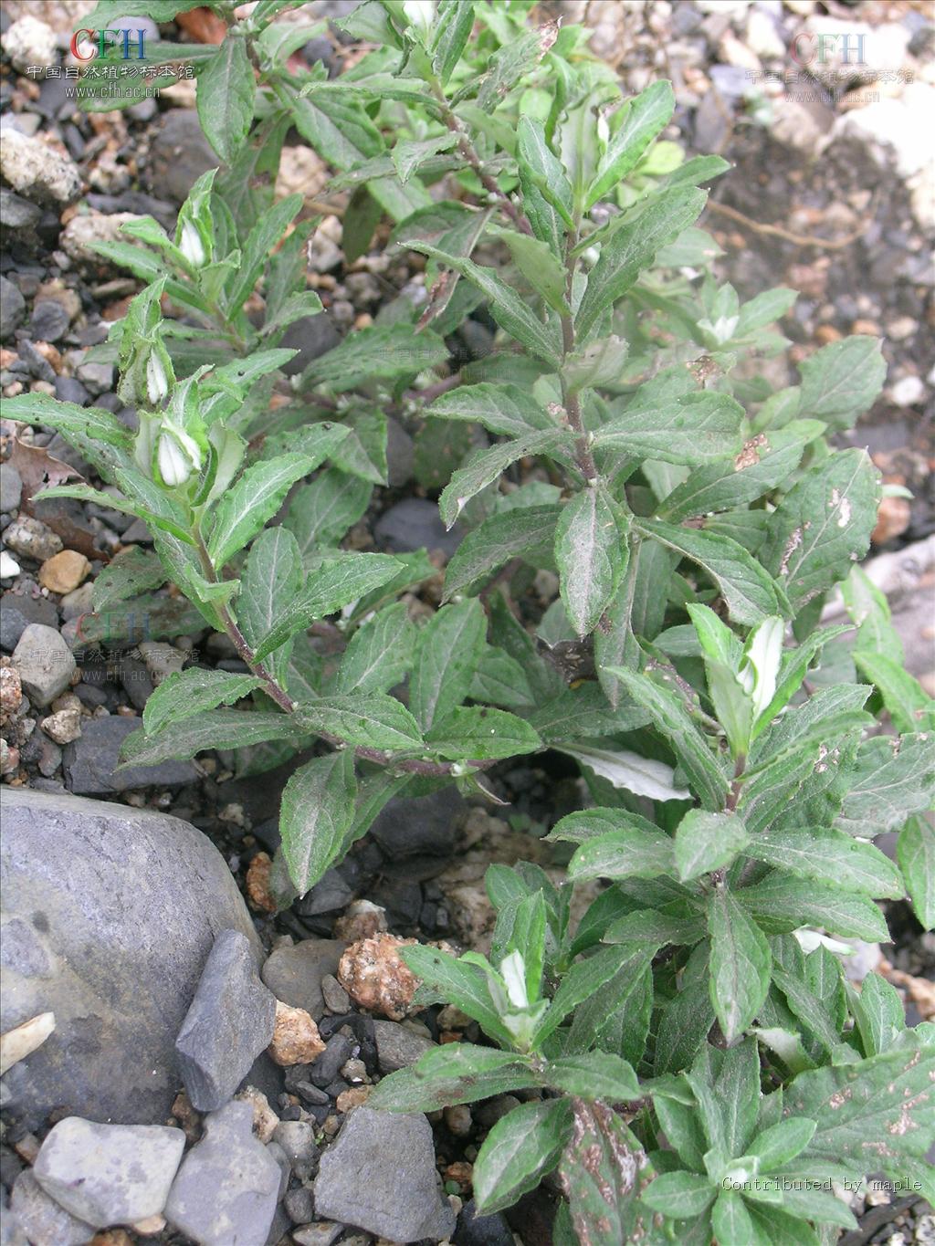  p>艾叶火绒草( a target="_blank" href="/item/学名/8074290" data