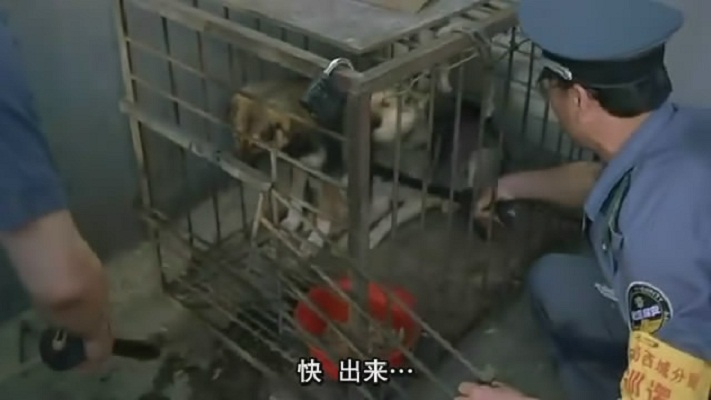 卡拉是条狗cala,mydog!(2003)