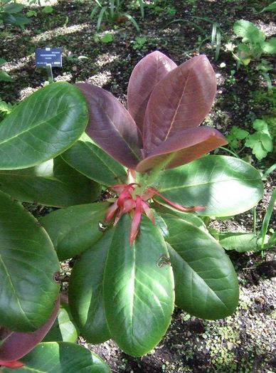  p>粗糙叶杜鹃(学名: i>rhododendron exasperatum /i> tagg): a