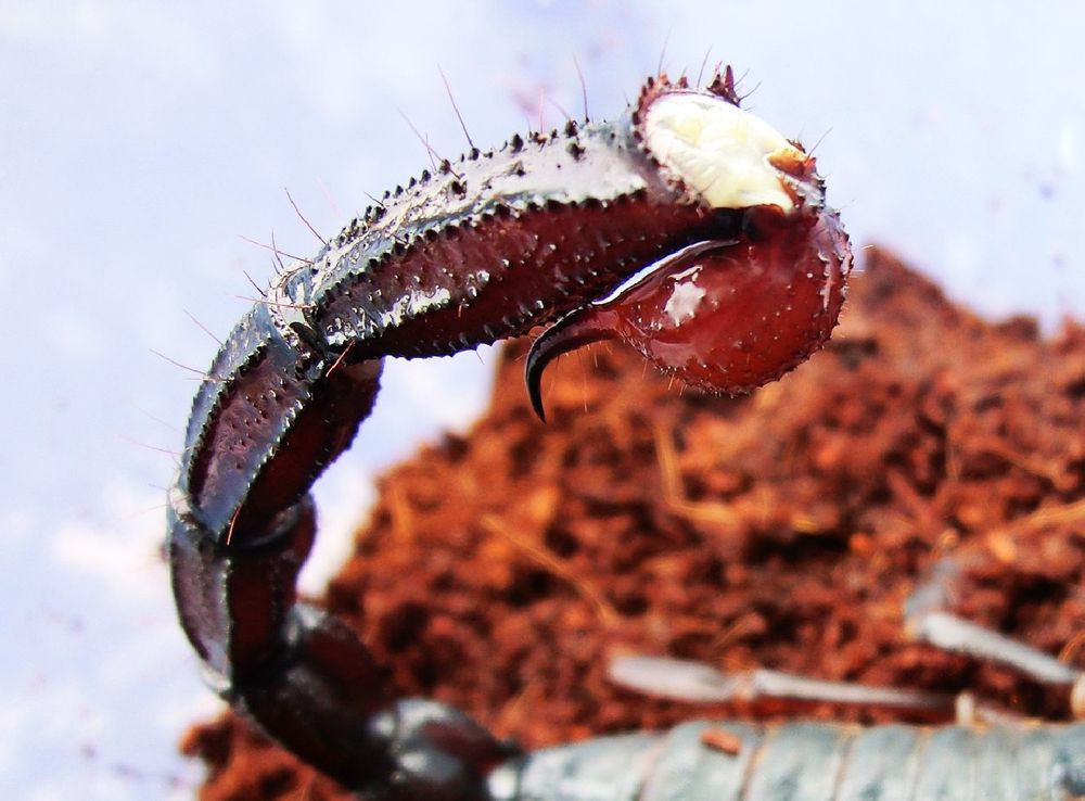 印度红爪雨林蝎