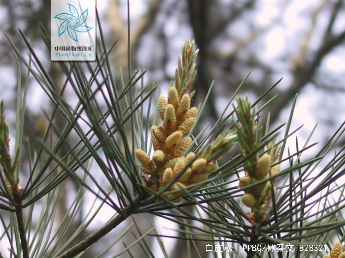 pinus bungeana zucc. ex endl.