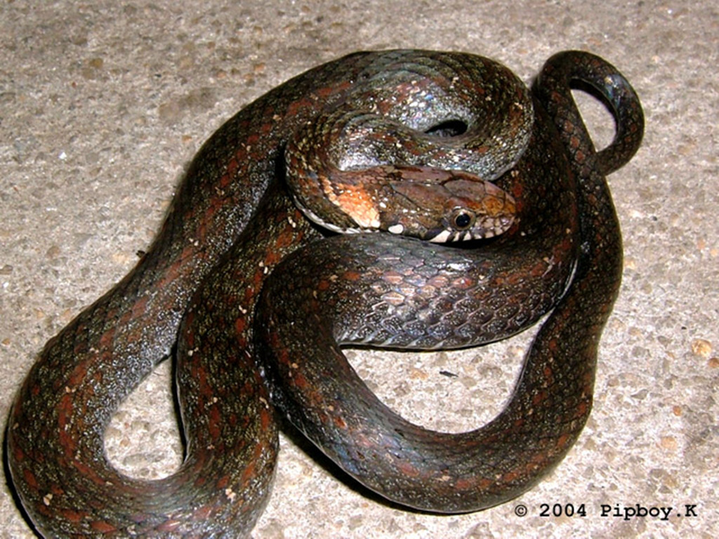  p>锈链腹链蛇( i>amphiesma craspedogaster /i>&nbsp;(boule