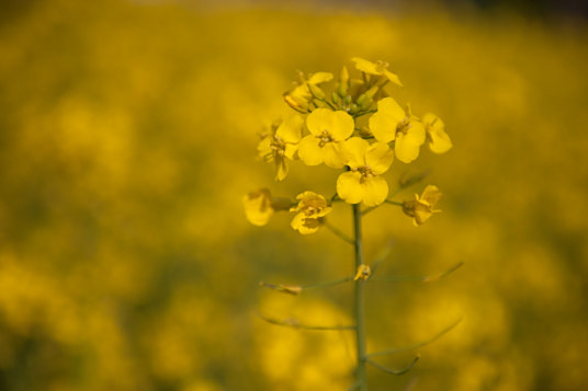 油菜花