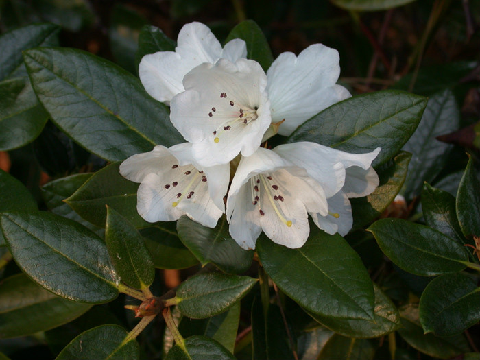  p>褐毛杜鹃(学名: i>rhododendron wasonii /i> hemsl. et wils.