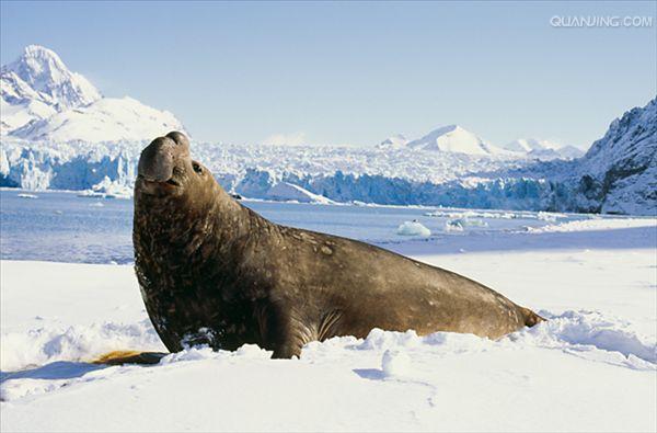  p>南象海豹是一种在近岸水域以南极鱼为食,在其他地方主要吃头足类的