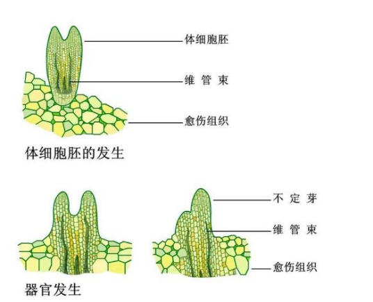 体细胞胚胎发生_百度百科