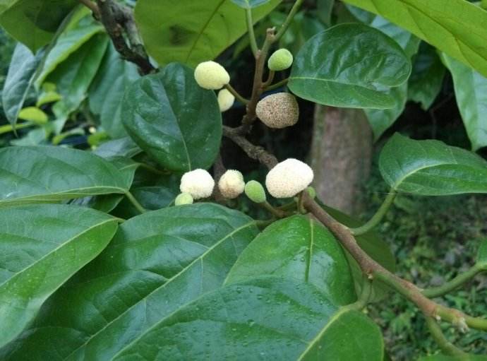  p>白桂木(学名: i>artocarpus hypargyreus  /i>hance)是桑科波罗蜜