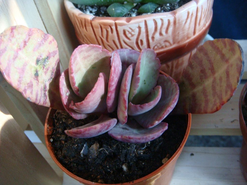  p>江户紫,景天科 a href="#" data-lemmaid="3397082">伽蓝菜属 /a>