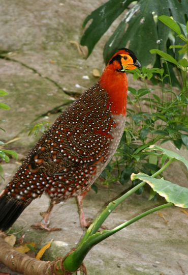  p>灰腹角雉(学名: i>tragopan blythii /i>)体长68厘米,猩红色颈及眉