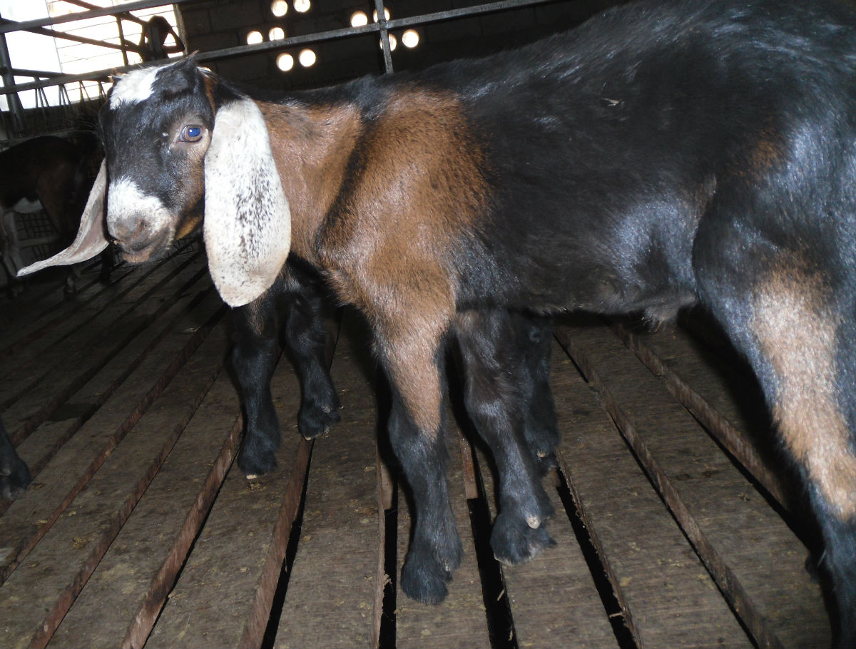  p>奶山羊,是乳用品种的 a href="#" data-lem