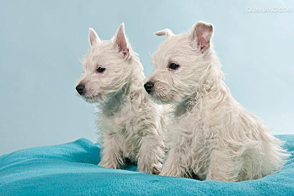 来自苏格兰西部高地的纯白色梗类,在外貌上,脸有点像狐狸,鼻梁比较长.