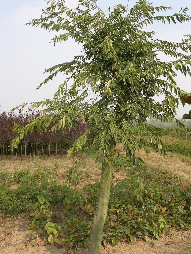 ( i>alnus formosana /i> (burkill) makino):又名台湾桤木,是桦木科