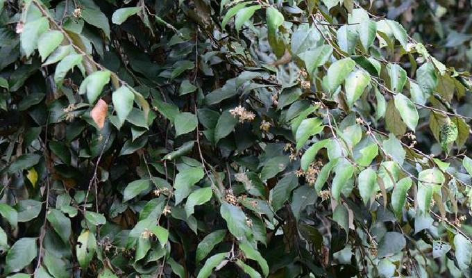  p>越南安息香(学名: i>styrax tonkinensis /i> (pierre) craib ex