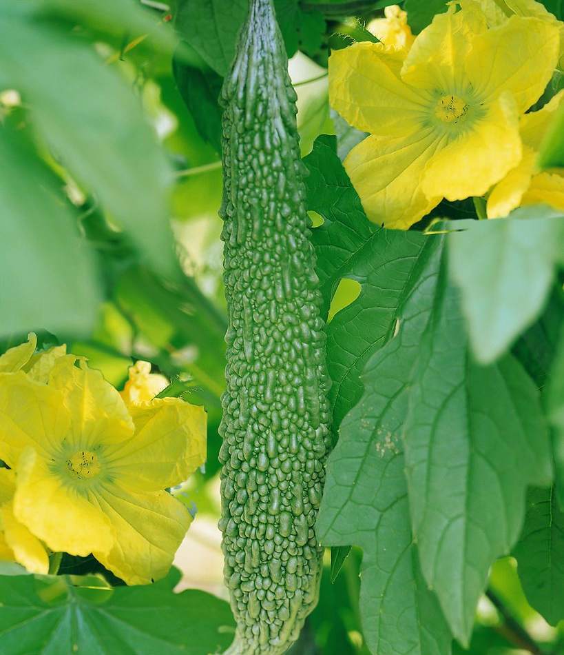 君子菜
