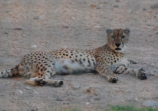  p>阿拉伯豹(学名:panthera pardus nimr)属于濒危野生动物,在9个豹