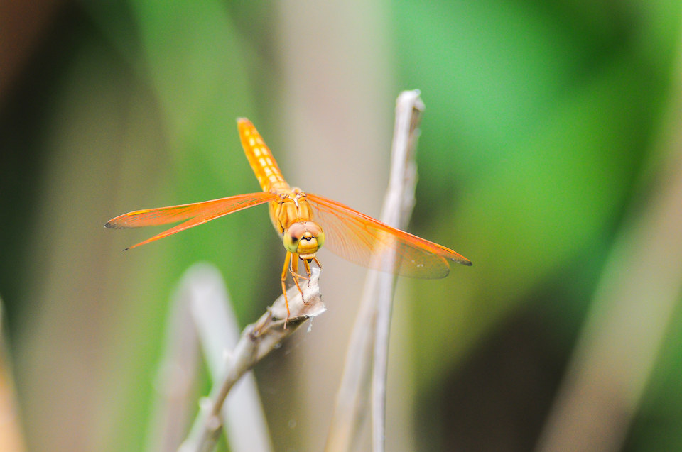 id="6472969">蜻科 /a>的一种体形中等,分布较广,世界上最常见的蜻蜓