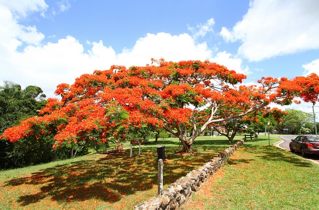  p>凤凰木(delonix regia),取名于"叶如飞凰之羽,花若丹凤之冠",别名
