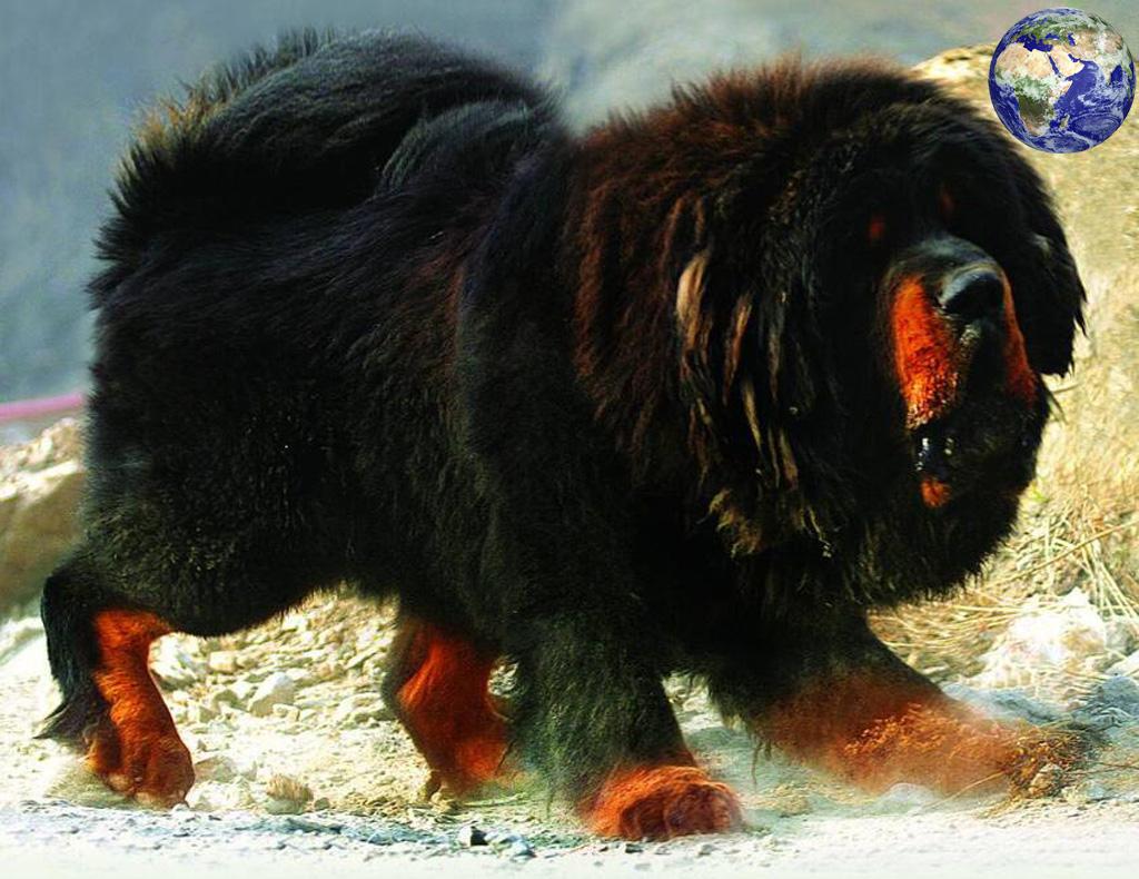 一种比藏獒还要大一倍的大型獒犬 看起来简直像一头狮子 百科ta说