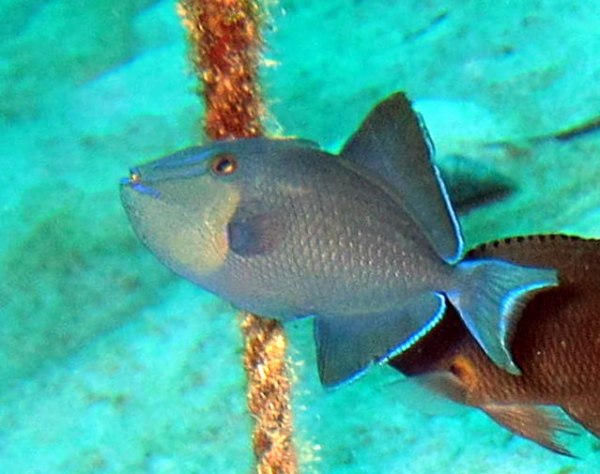  p>红牙鳞鲀(学名:odonus niger),俗名魔鬼炮弹,红牙板机鲀,为鲀形目