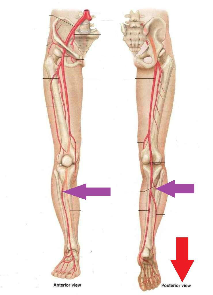 data-lemmaid="1663741">胫骨 /a>粗隆处发自腘动脉,随即穿小腿骨间膜
