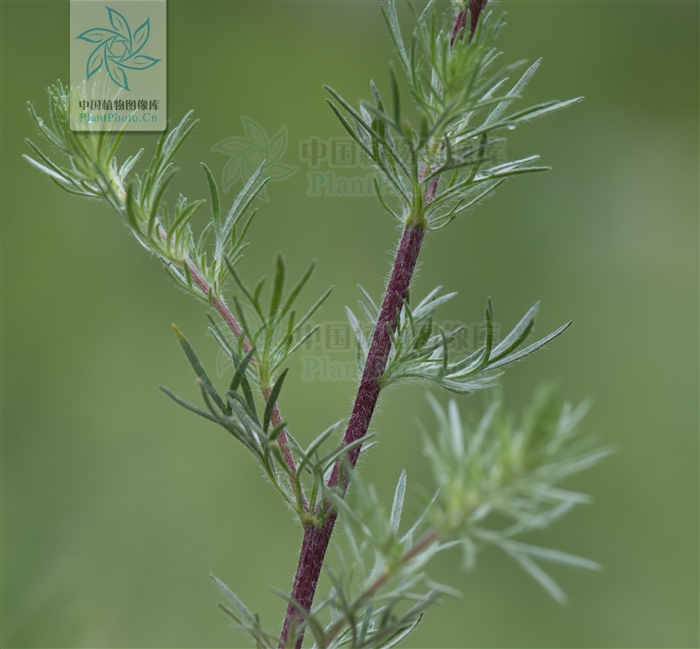  p>光沙蒿(学名: i>artemisia oxycephala /i> kitag.
