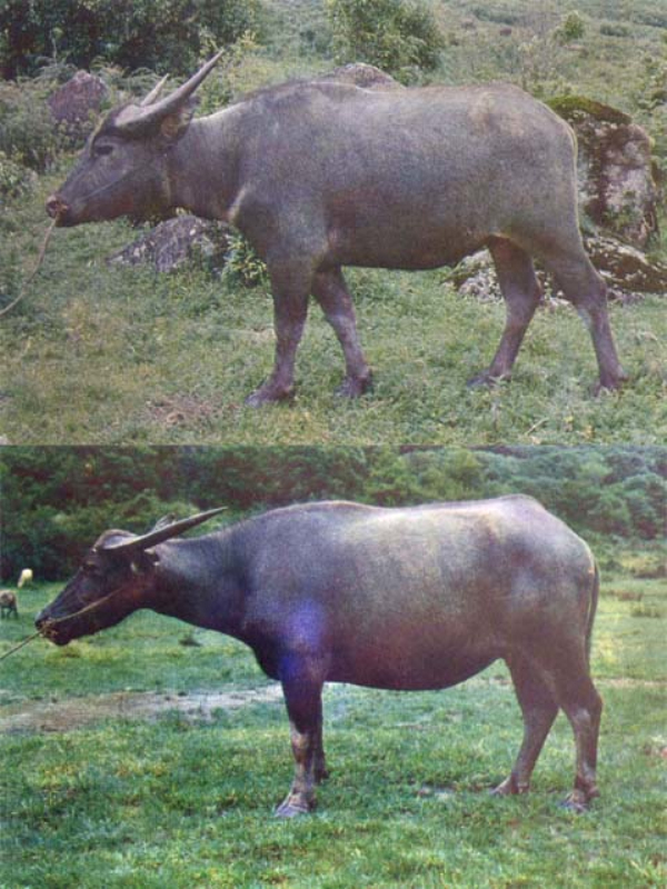 data-lemmaid="984986">水牛 /a>是四川省优良地方品种,具有体型高大