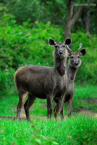  p>水鹿(学名: i>rusa unicolor /i>)体型粗壮接近 a target="_blank"