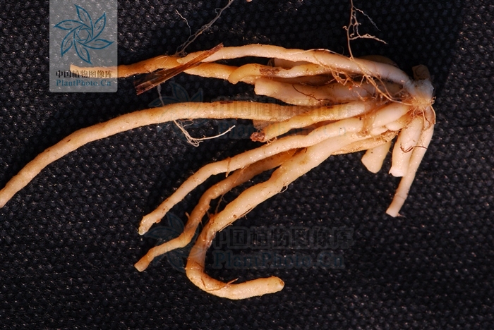  p>绶草属,约50种,分布于全球北温带,少数种类也见于热带亚洲与南美洲