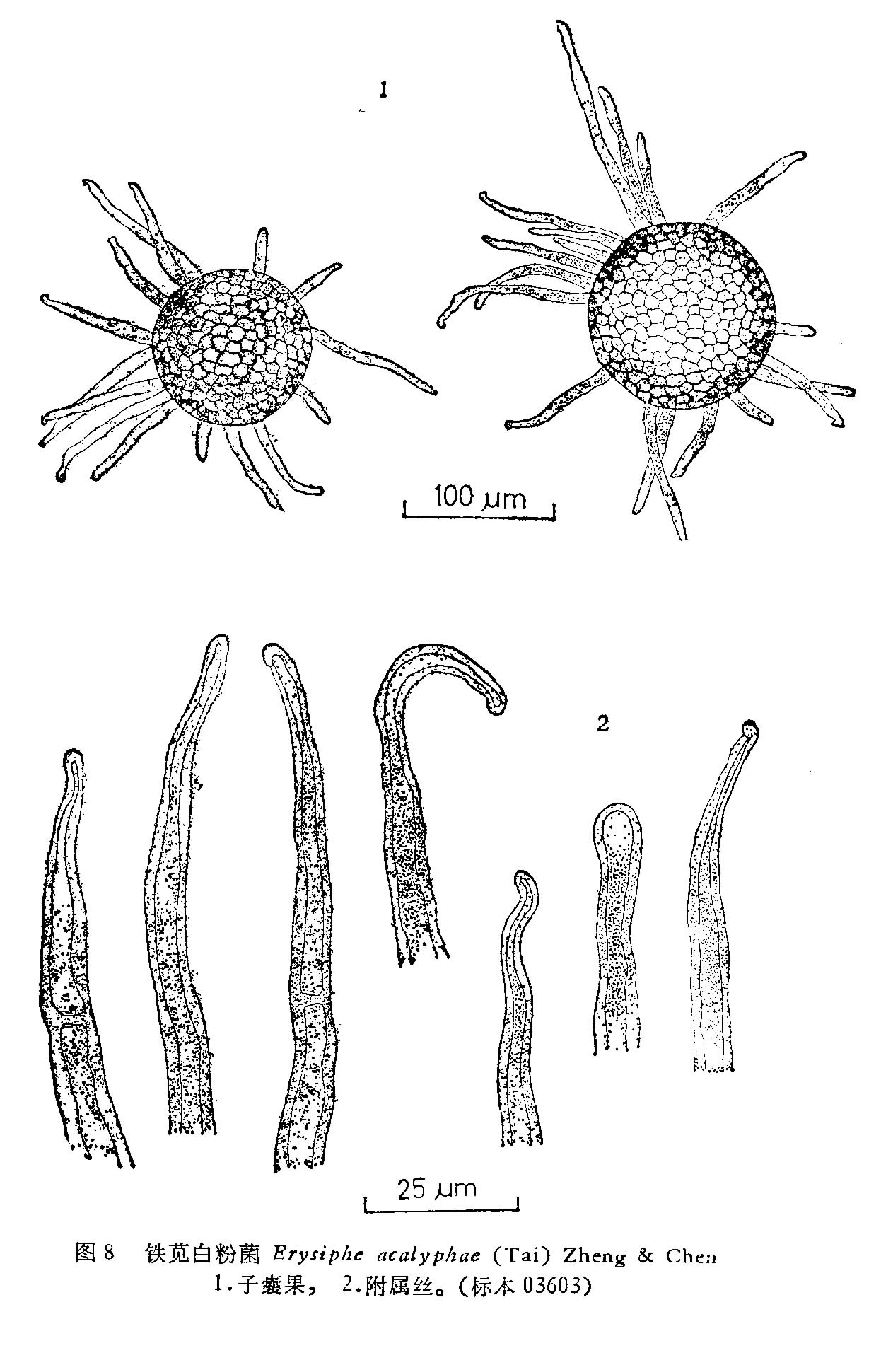  p>拉丁纲名  ascomycetes /p> p>中文纲名  子囊菌纲 /p> p>拉丁目名