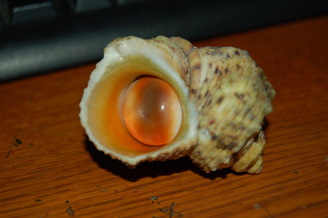  p>金口蝾螺(turbo argyrostomus)是蝾螺科,蝾螺属的一种动物.