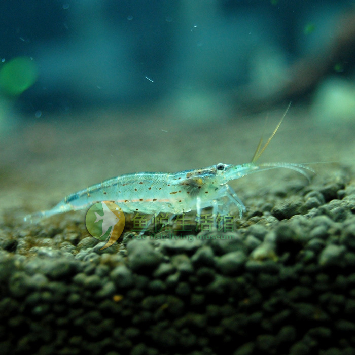  p>大和藻虾 - 俗名"takashi amano shrimp","yamato shrimp" 珍珠虾