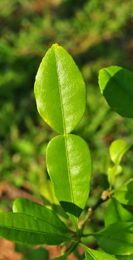 6米,嫩枝被疏毛,徒长枝和隐芽枝有刺.