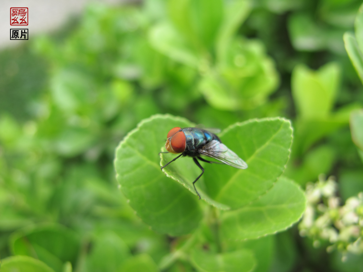 红头苍蝇