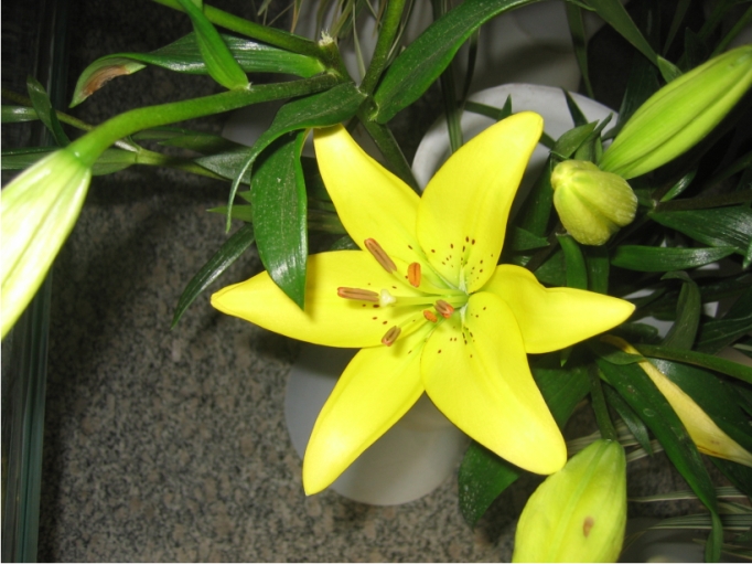 紫斑百合优株lne002