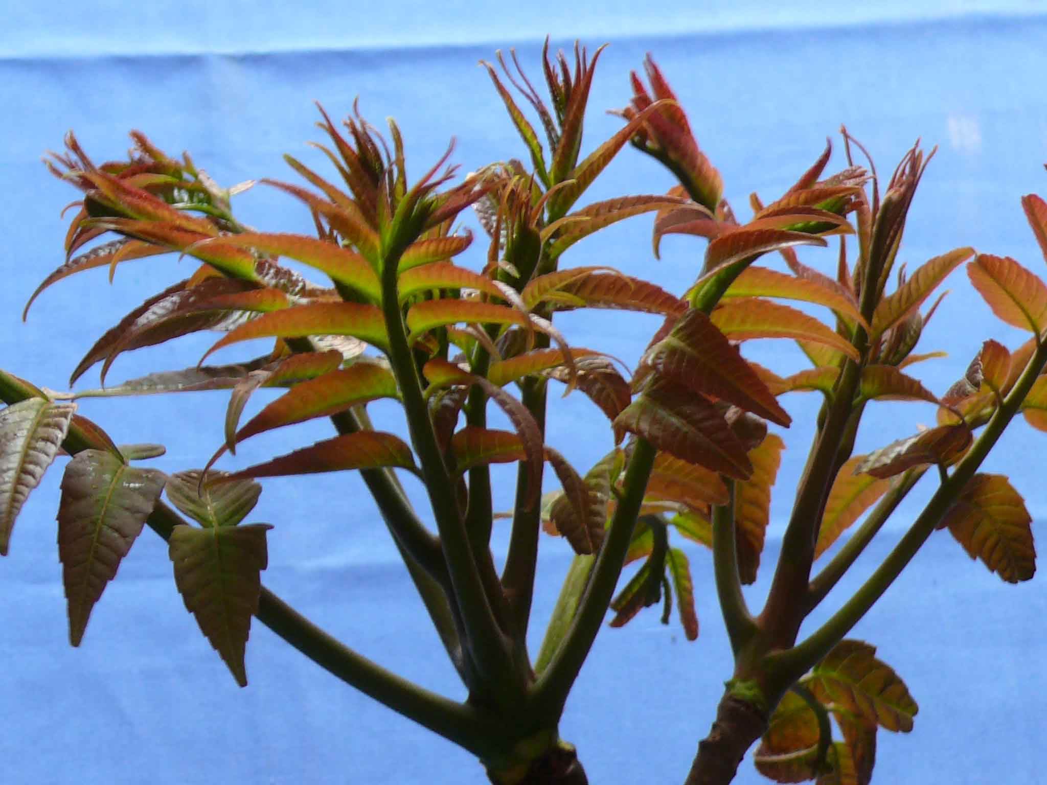  i>toona sinensis /i>)又名香椿芽,香桩头,大红椿树,椿天等,在安徽