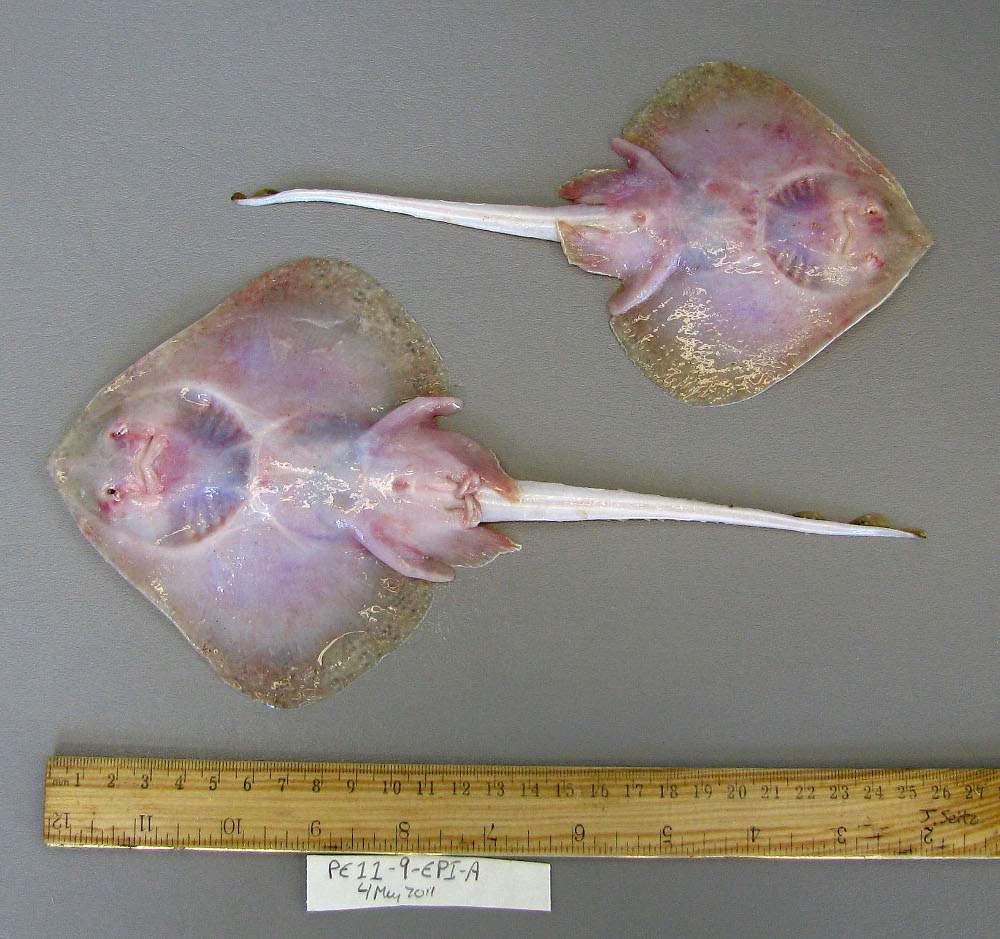 是一种较小的鳐鱼,最大体盘宽度为26厘米,最大总长度为44.5厘米.
