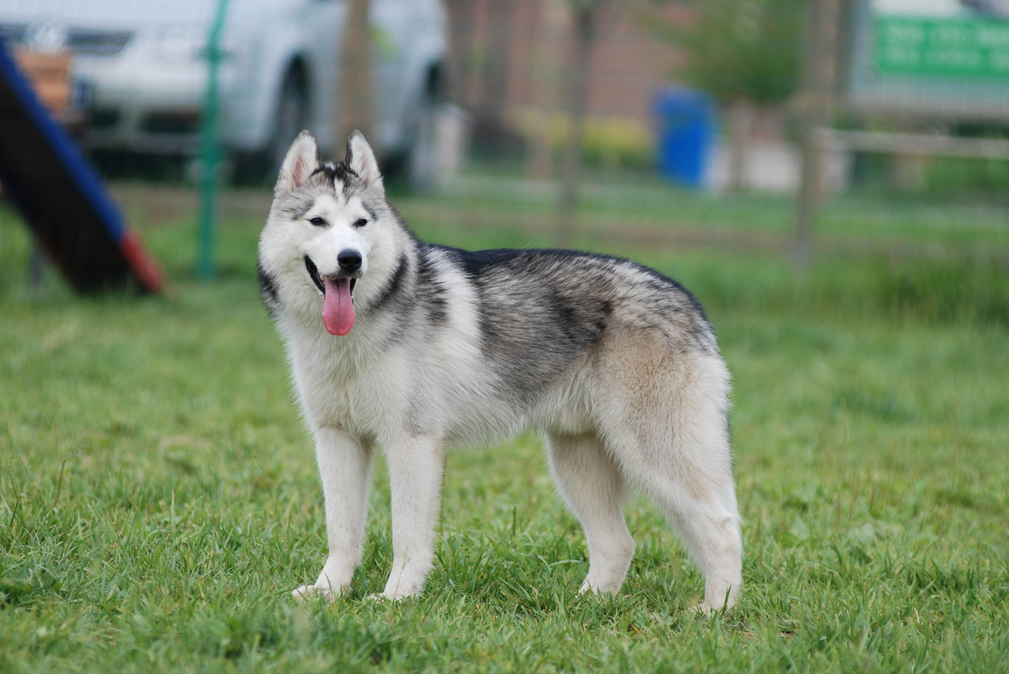 西伯利亚雪橇犬