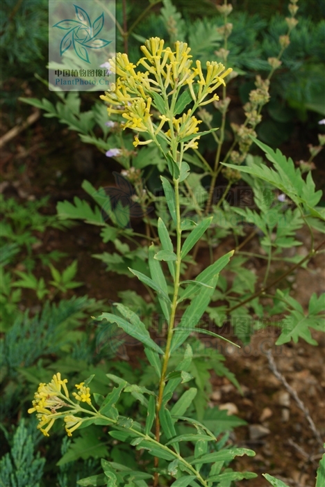  p>岩杉树,拉丁文名:wikstroemia angustifolia hemsl.