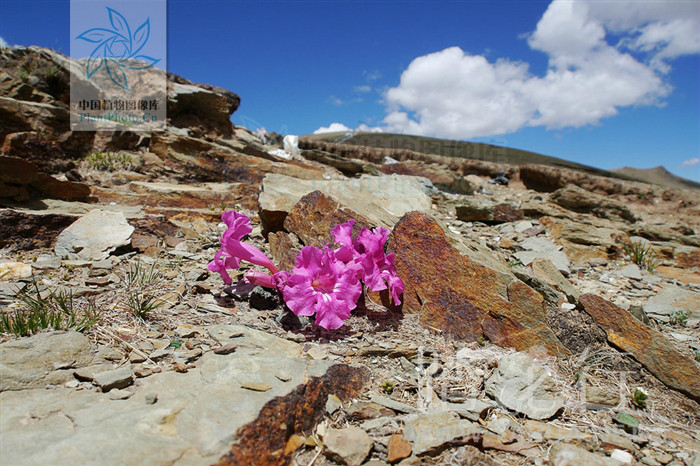  p>藏波罗花为紫葳科矮小宿根草本植物.