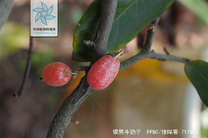  p>银果牛奶子,为 a data-lemmaid="2544066">胡颓子科 /a>, a data