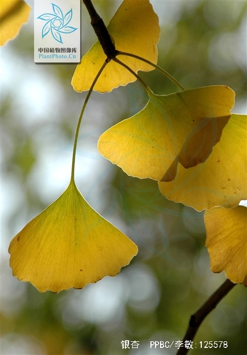 银杏