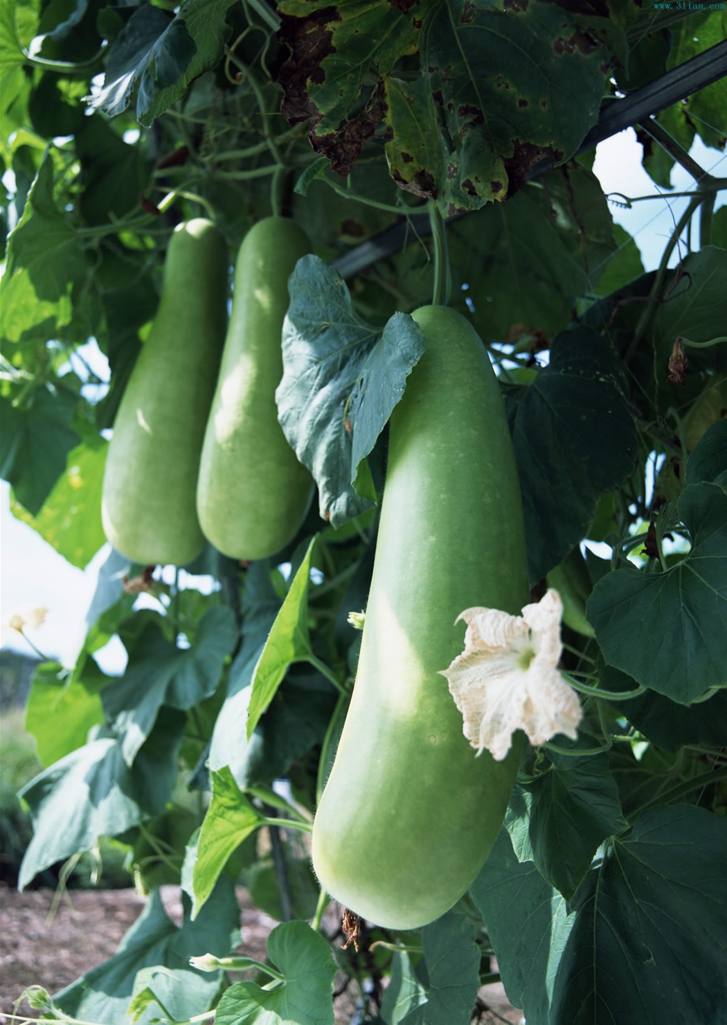 "1904584">葫芦科 /a>, a target="_blank" href="/item/葫芦属/33250