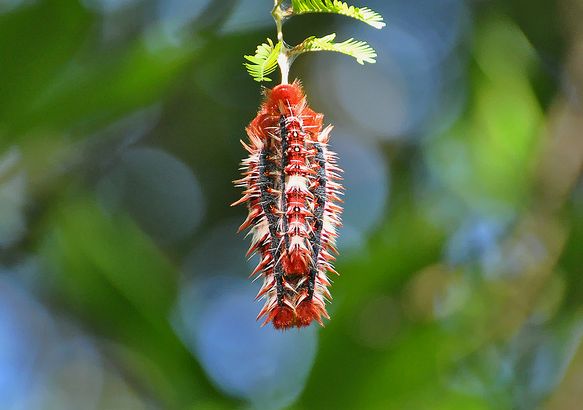  p>白摩尔闪蝶(学名: i>morpho epistrophus /i>),鳞翅目,蛱蝶科,闪蝶