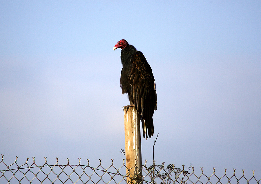  p>拟兀鹫(学名: i>gyps bengalensis /i>):是中型 a target="_blank"