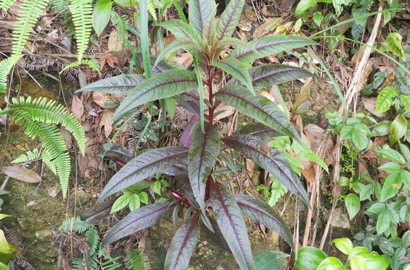  p>酸不溜,中药名.为蓼科植物叉分蓼 i>polygonum divaricatum /i> l.